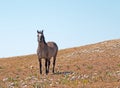 Wild Horse Grulla Gray colored Band Stallion with tail blowing in the wind on Sykes Ridge in the Pryor Mountains Royalty Free Stock Photo